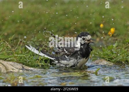 Pied Waggail (Motacilla alba yarrellii) primo anno femminile di balneazione Eccles-on-Sea, Norfolk, UK Giugno Foto Stock