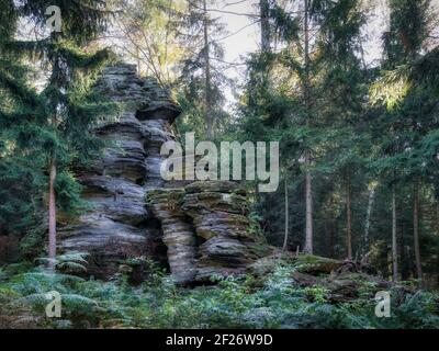 Rocce di arenaria nella foresta di conifere. Svizzera sassone, Germania, Sassonia. Incantevole atmosfera nella fitta foresta. Sandsteinfelsen im Nadelwald. Foto Stock