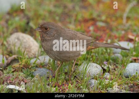 California Towhee (Melozone crissalis), Sacramento County in California Foto Stock