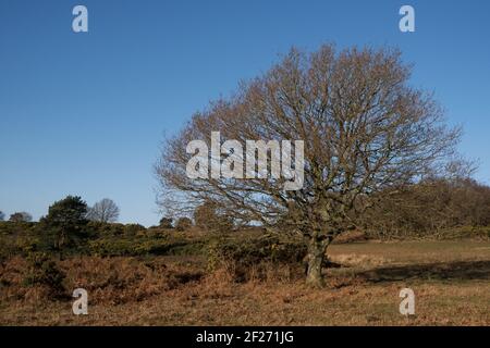 Vista della foresta di Ashdown nel Sussex orientale su un giorno degli inverni soleggiati Foto Stock