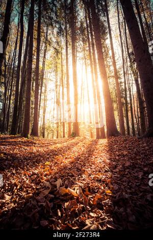 Paesaggio forestale in autunno: Foglie colorate e atmosfera positiva Foto Stock