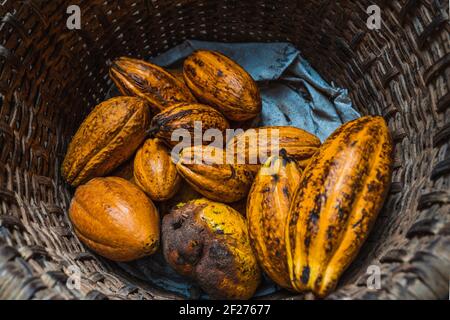 Frutta di cacao in un cesto di vimini Foto Stock