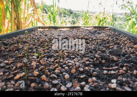 Contenitore macinato con chicchi di caffè germinanti Foto Stock