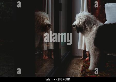 Vecchio cane cucciolo di Sheepdog inglese guardando la riflessione in vetro porta Foto Stock
