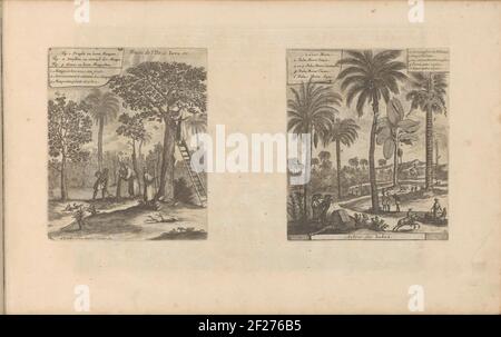 Landschappen met mangobomen, kokos- en palmomen; Fruits de l'ile de Java, etc / Arbres des Indes; Les Indes Orientales et Occidentales et autres lieux.due spettacoli su una rivista di album. A sinistra un paesaggio con il mango albero. Su una scala contro l'albero, un uomo sceglie i mangos. Un altro uomo è sull'innesto: Una parte dell'albero è fissata su un'altra tribù. Sulla destra mostra alcune palme e un albero di cocco. Un uomo sale nell'albero di cocco. Con una leggenda in olandese e francese. Le stampe fanno parte di un album. Foto Stock