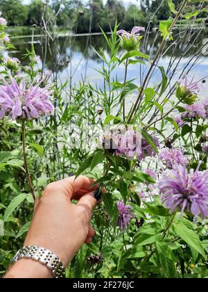 Bumblebee su fiori selvatici in una giornata di sole in estate Foto Stock