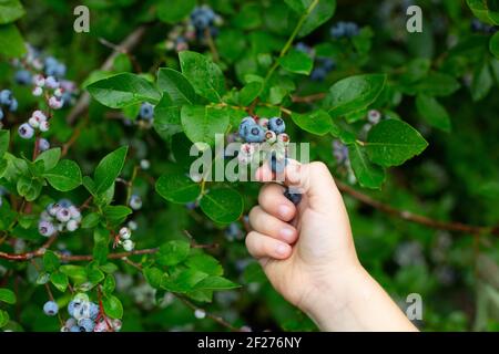 Ragazzo giovane che raccoglie i mirtilli in estate Foto Stock