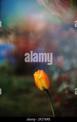 Tulipano giallo rosso contro sfondo arcobaleno sfocato Foto Stock