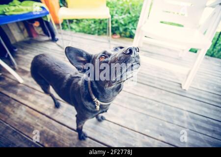 Il mio primo piccolo animale domestico: Carino cane nero sta aspettando nel giardino Foto Stock