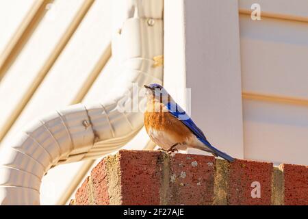 Un adulto, maschio Sialia Sialis (bluebird orientale) sta perching su un mattone sul lato di una casa con tubo di drenaggio del tetto accanto ad esso. Si tratta di un migratore Foto Stock