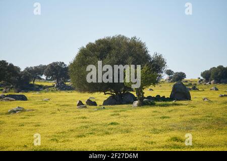 Paesaggio Alentejo con ulivo e fiori gialli in Portogallo Foto Stock