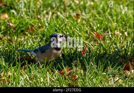 Un uccello di fieno blu (Cyanocitta cristata) con piuma grigia e coda blu è in piedi tra l'erba con un seme di buckeye, tiene tra le sue querce. Immagine t Foto Stock
