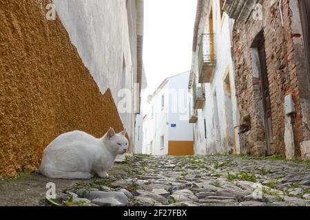 Strada bianca vagata abbandonato gatto su strada di pietra di un villaggio storico con edifici bianchi a Mertola Alentejo, Portogallo Foto Stock