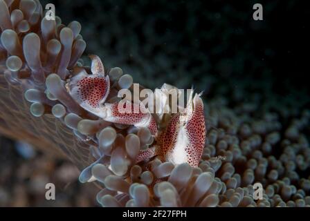 Granchio di porcellana, Neopetrolisthes maculatus, su tappeto gigante Anemone, Stichodactyla gigantea, Lembeh Straits, Sulawesi, Indonesi Foto Stock