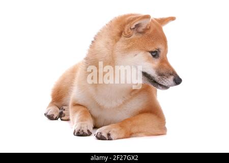 Shiba Inu cane davanti a uno sfondo bianco Foto Stock