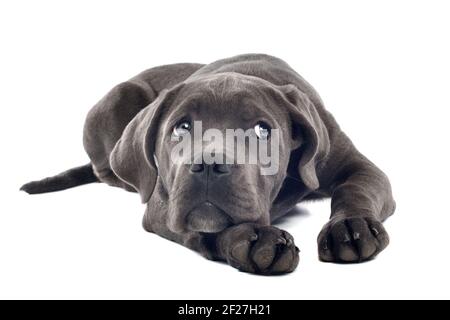 Cane corso cucciolo Foto Stock