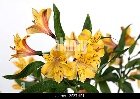 Fiore su un Alstroemeria bianco Foto Stock