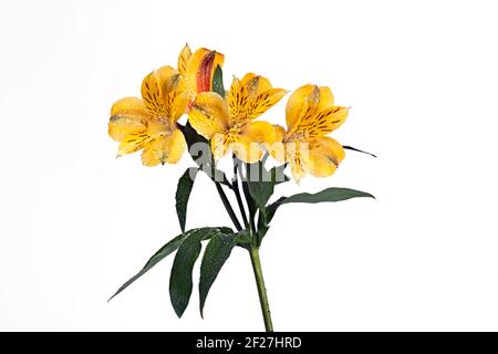 Fiore su un Alstroemeria bianco Foto Stock