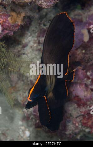 Spadefish pinnato giovanile, Platax pinnatus, immersione notturna, Balbollol Island, Raja Ampat, Papua Occidentale, Indonesia Foto Stock