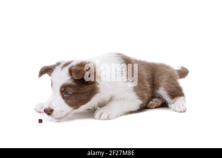 Border Collie cucciolo di cane davanti a uno sfondo bianco Foto Stock