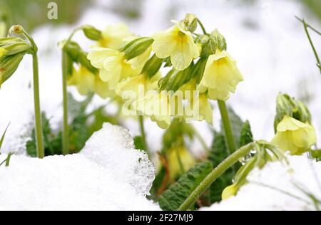 Nevicate in primavera. Primate gialle nel prato sotto neve fredda Foto Stock