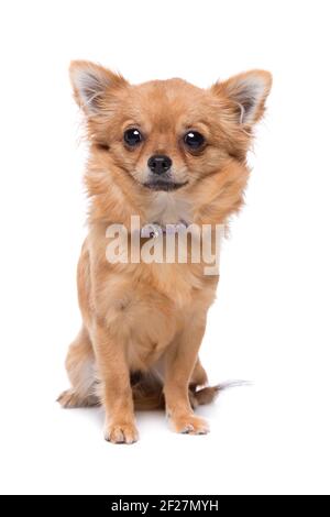 Marrone chihuahua dai capelli lunghi Foto Stock