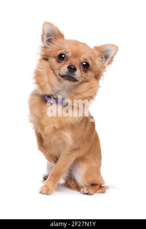 Marrone chihuahua dai capelli lunghi Foto Stock