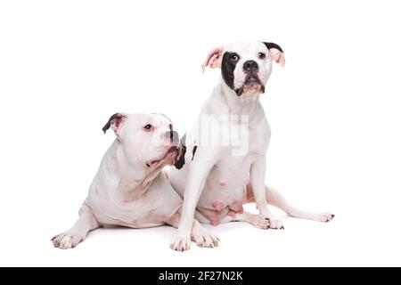 Due bulldog americani Foto Stock