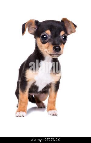 Cucciolo chihuahua dai capelli corti Foto Stock