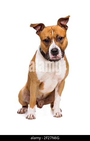 American Staffordshire terrier Foto Stock