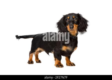 Giovane dachshund Foto Stock