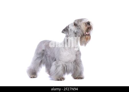 Cesky Terrier cane Foto Stock