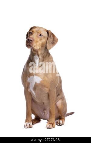 Red merle Louisiana Catahoula leopardo cane Foto Stock