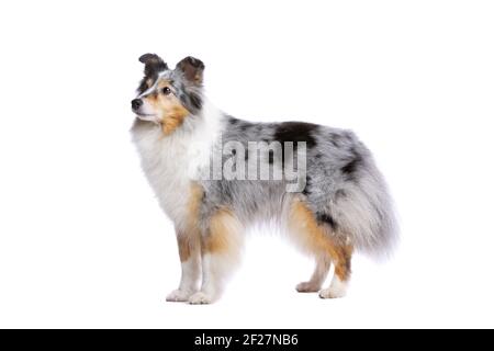 Old Shetland Sheepdog Foto Stock