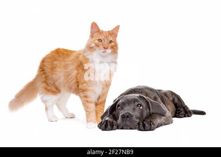 Gatto rosso dai capelli lunghi e un cucciolo di canna corso Foto Stock