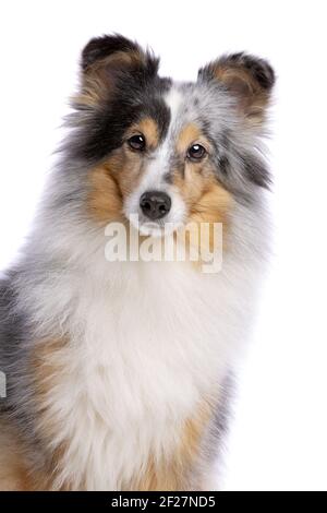 Old Shetland Sheepdog Foto Stock