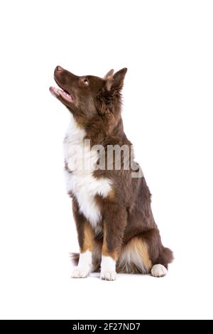 Red Miniature American Shepherd cane Foto Stock