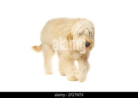 Cane Doodle d'oro Foto Stock