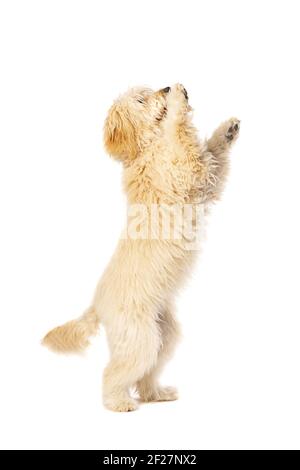 Cane Doodle d'oro Foto Stock