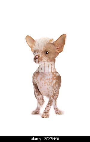 Cucciolo cinese di cane crestato Foto Stock