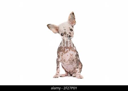 Cucciolo cinese di cane crestato Foto Stock