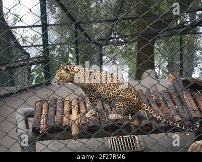 Il leopardo nel Parco Zoologico Padmaja Naidu Himalayan. Viaggiare a Darjeeling City, India. 2011 aprile 15. Foto Stock