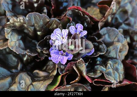 Closeup di grappolo di fiori a forma di tromba bugleweed Foto Stock