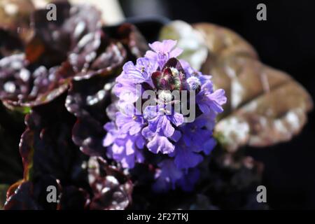 Macro di grappolo di fiori a forma di tromba bugleweed Foto Stock