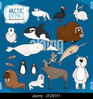 Set di animali artici disegnati a mano su fondo blu freddo con un orso polare bisonte renna orche beluga balena e. narwhal lepre volpe puffin werr Illustrazione Vettoriale