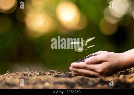 Mani umane piantando piantine o alberi nella Giornata della Terra del suolo e campagna di riscaldamento globale. Foto Stock