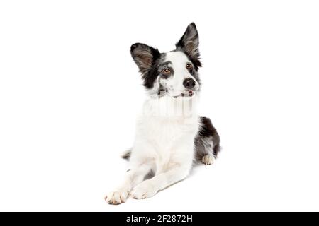 Border Collie cane davanti a uno sfondo bianco Foto Stock