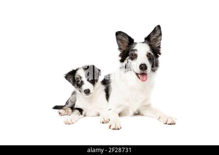 Bordo collie cane e cucciolo Foto Stock