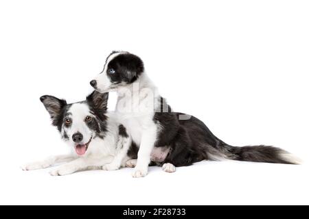Bordo collie cane e cucciolo Foto Stock