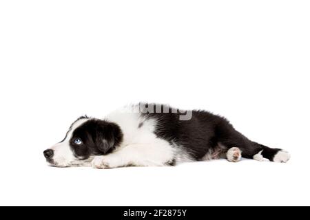 Border Collie cane davanti a uno sfondo bianco Foto Stock